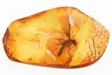 Detailed Fossil Winged Termite (Isoptera) In Baltic Amber #352954-1